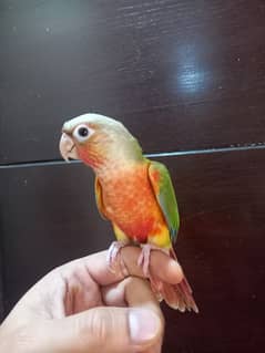 conure pinapple | high red | tamed | parrot