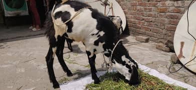 kala daba donda bakra erjant sale price ak ky hy03064295133