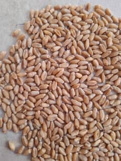 wheat گندم