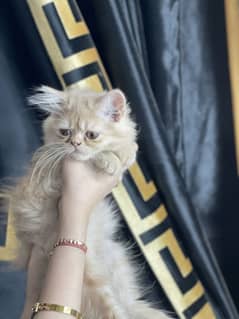 Punch face  kitten pair