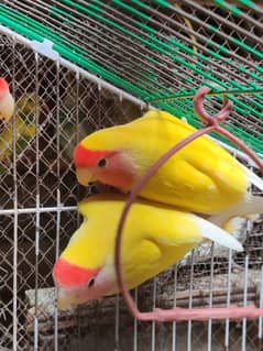 Love Birds Latino Pair