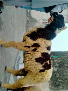 chahtry or bakry for sale