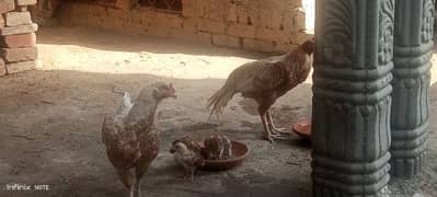 Aseel pair with chick