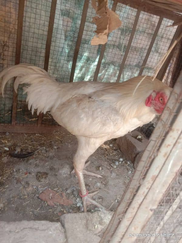 Pure Heera aseel mianwali 4