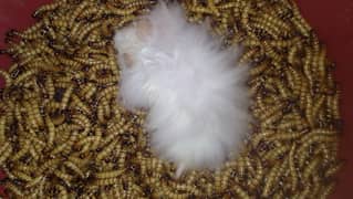 Superworm / super worm for Hamster/Fish/Turtle/Tortoise/Bird Feed