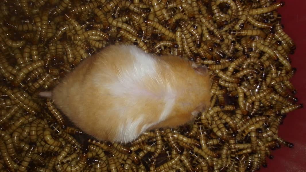 Superworm / super worm for Hamster/Fish/Turtle/Tortoise/Bird Feed 1