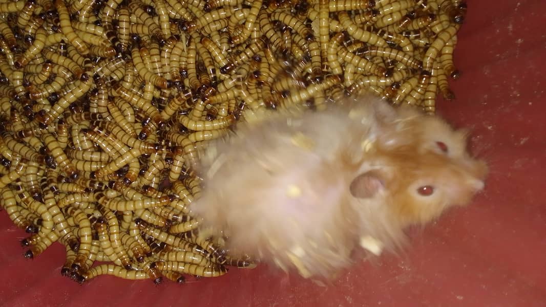 Superworm / super worm for Hamster/Fish/Turtle/Tortoise/Bird Feed 2