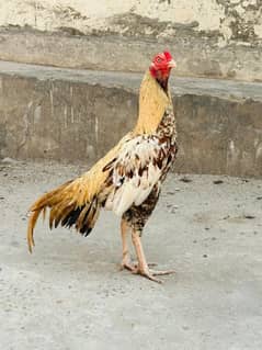 pathey pathiya high quality