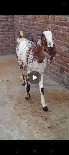 qurbani kay liay khasi bakray