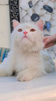 persian cat male