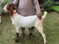 2 دانت بکرے
