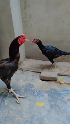 imported aseel pair
