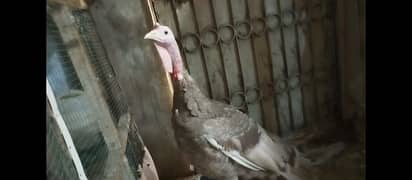 blue turkey male ha 8 month Ka ha