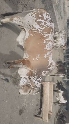 Multan