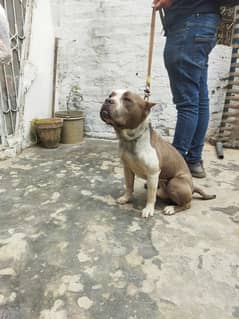 American bulldog for sale