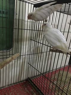 Albino
