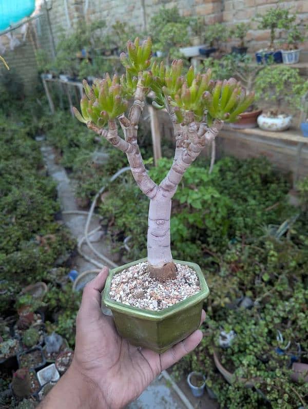 Jade Bonsai 6
