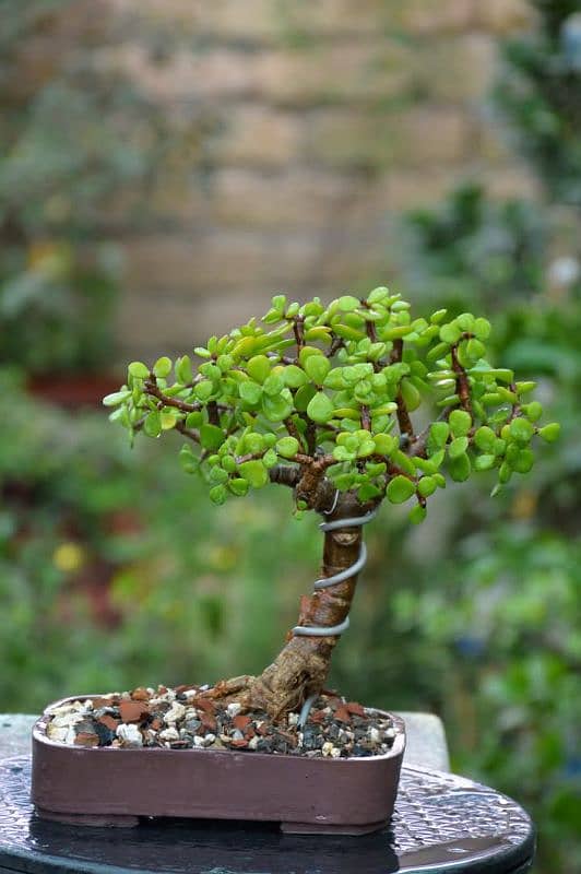 Jade Bonsai 8