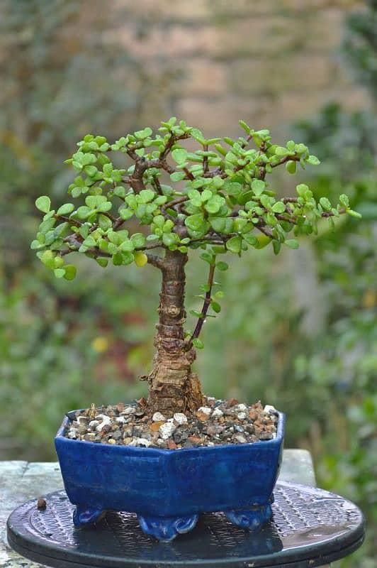Jade Bonsai 9