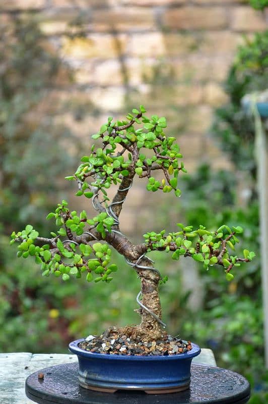 Jade Bonsai 10