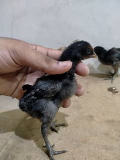 Thai aseel