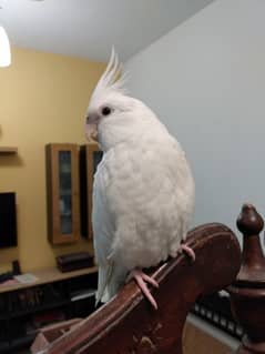 Hand tame Eno red eyes and white face pearl cockatiel