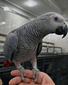 African grey parrot
