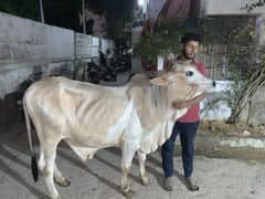 Qurabi ka Janwar for sell