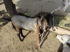 Bakra for Qurbani black