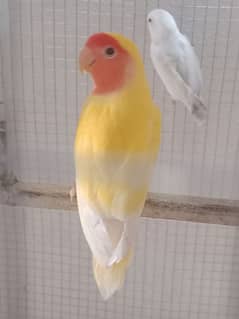 Love birds