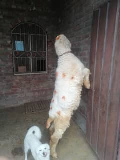 mundra for sale