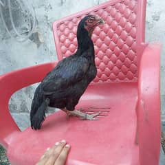 asele madi moshki paor quality