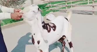 Qurbani lagne wala Desi Bakra For Sale CALL/_03425820107
