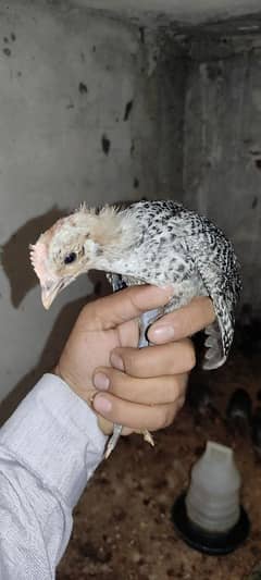 Pure Fayomi Chicks / Pure Misri Chicks