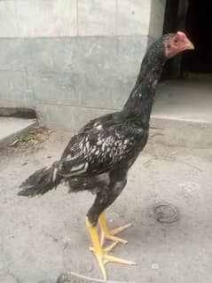 Aseel java patha