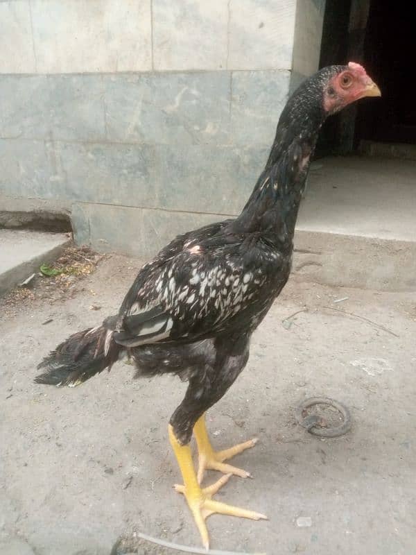 Aseel java patha 0