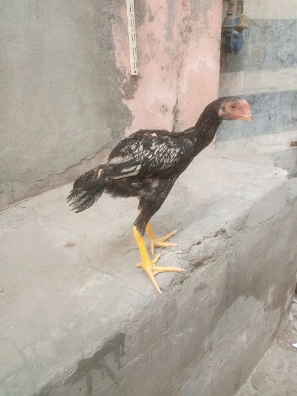 Aseel java patha 1