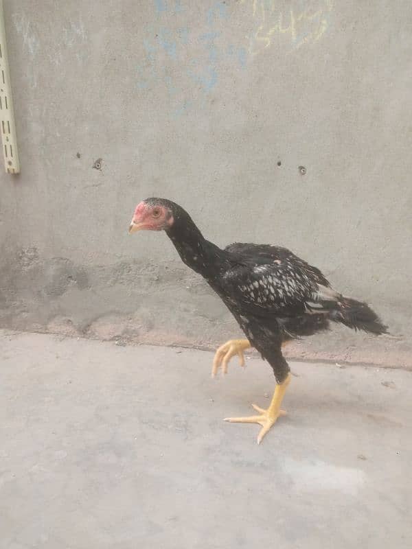 Aseel java patha 2