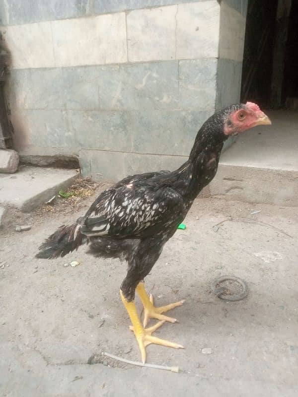 Aseel java patha 3