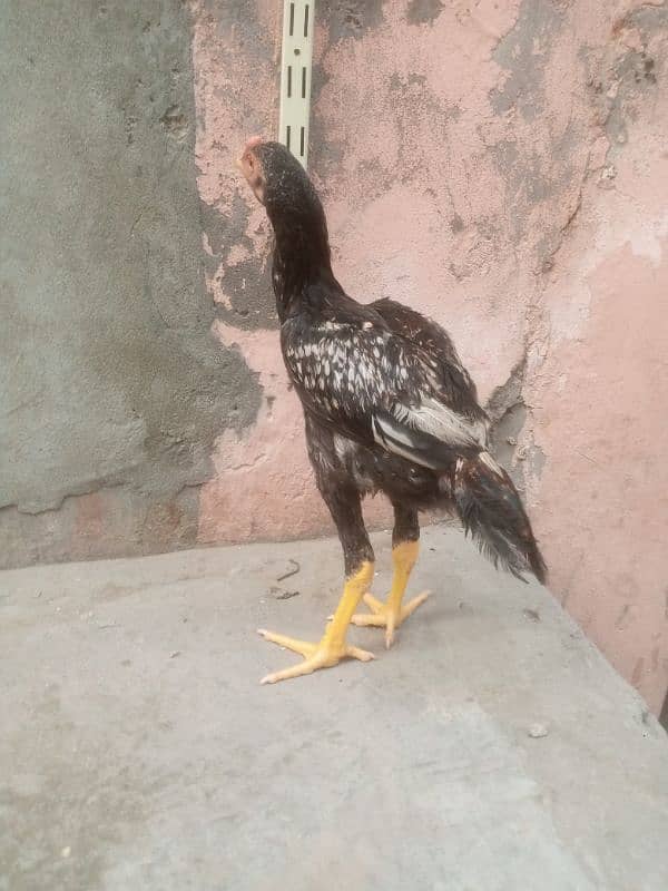 Aseel java patha 5