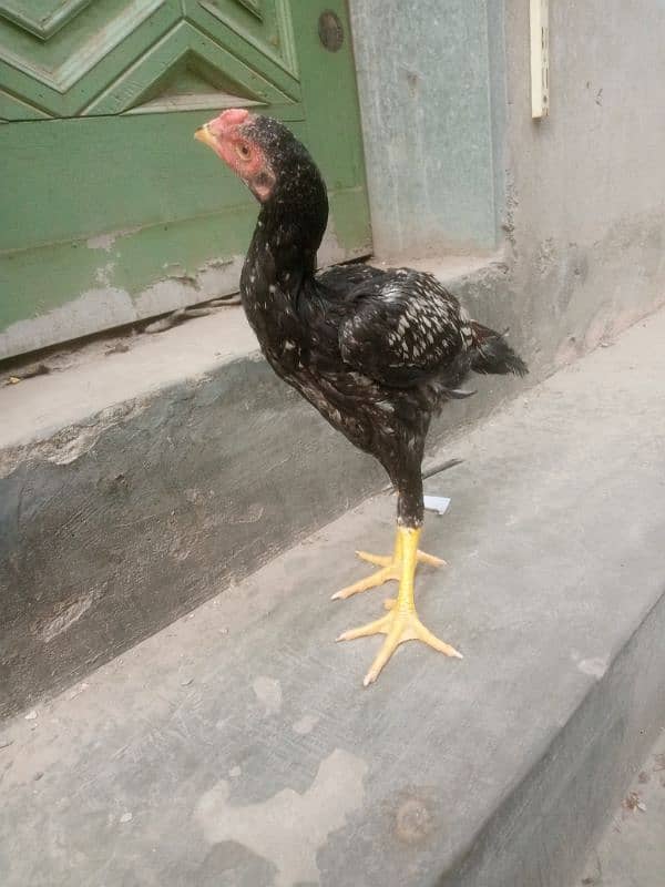 Aseel java patha 9