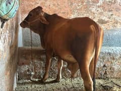 KURBANI K JANVAR FOR EID UL ADHA