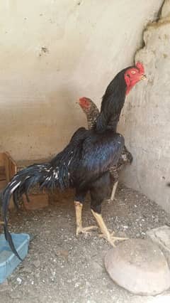 german shamoo chicks