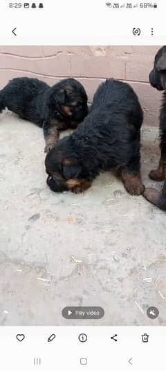 2 coute German puppy 03004030050