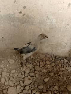 burmi chicks