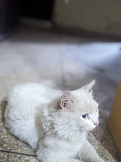 Pure Persian Male Cat