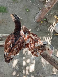 aseel male & female for sale full active