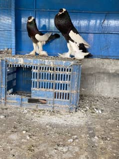 Black magpie breeder pair for sale fancy pigeons
