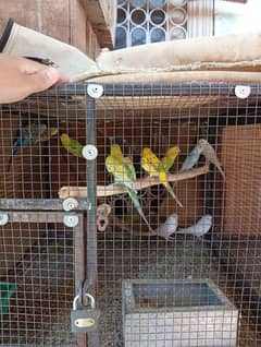 Australian bajari