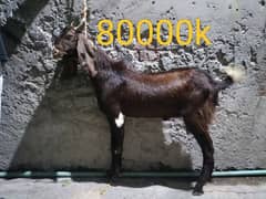 Donde & khasi bakre